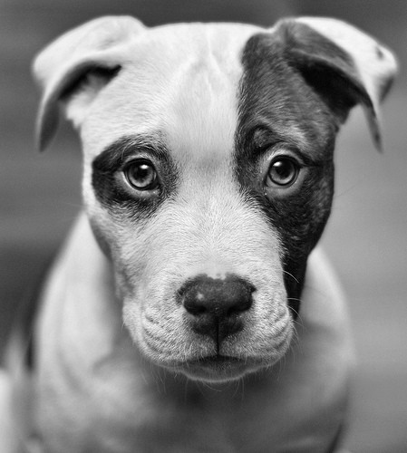 puppy dog eyes