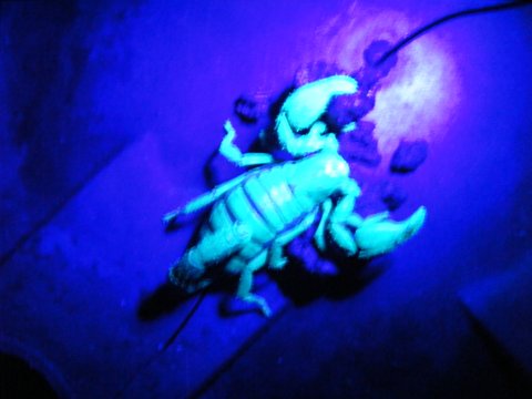 scorpion