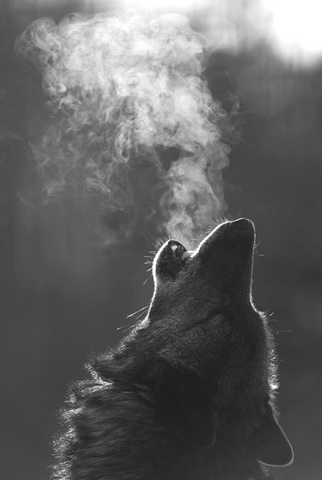 wolf howl